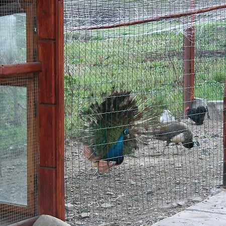 Guest house Lesivykh Slavske