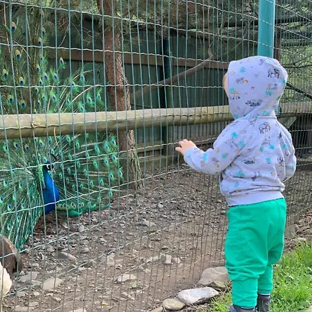 Lesivykh Guest house