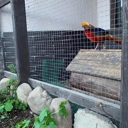 Lesivykh Guest house