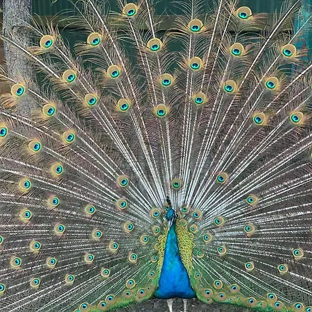 Guest house Lesivykh Slavske